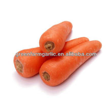 Chinese Fujian new crop carrot sale